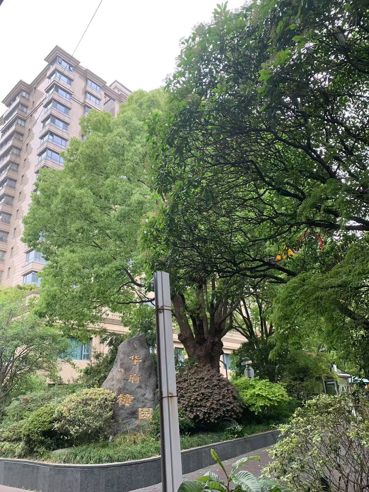 华府樟园